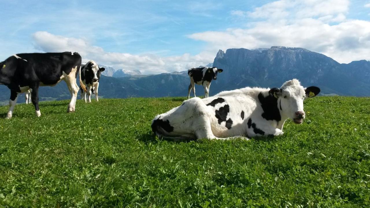 Moosbachhof - Ferienwohnung Marienkaefer Collalbo Esterno foto