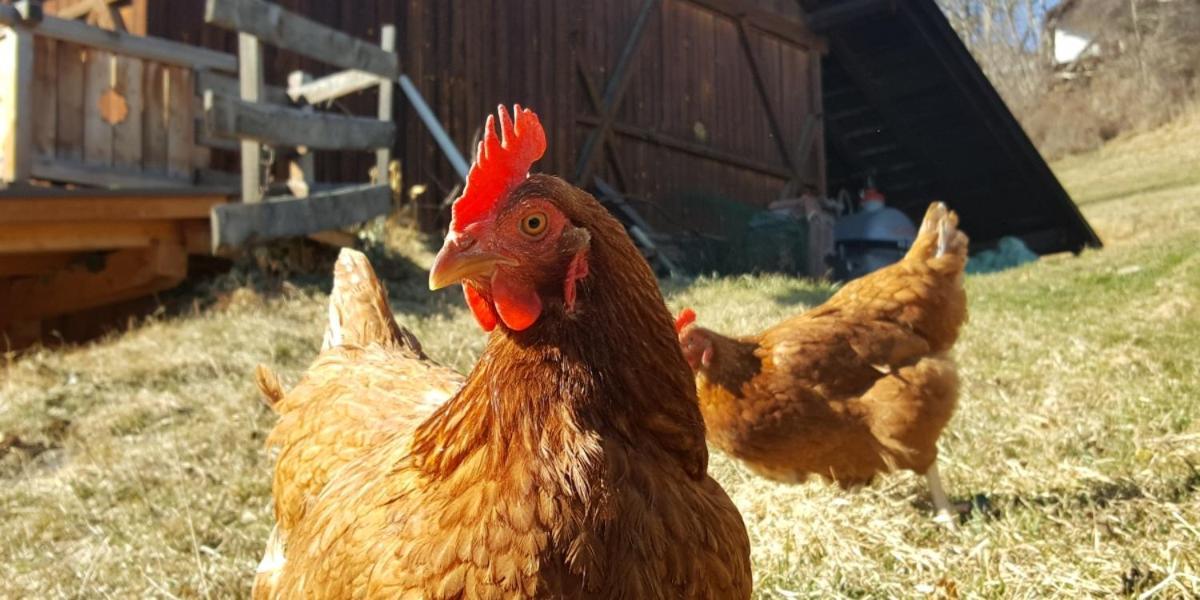 Moosbachhof - Ferienwohnung Marienkaefer Collalbo Esterno foto